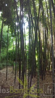 20200703 Phyllostachys Nigra 'Boryana' Planbuisson (2)