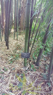 20200703 Phyllostachys Nigra 'Boryana' Planbuisson (3)