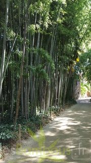 20200822 Phyllostachys Nigra 'Boryana' Anduze (1)