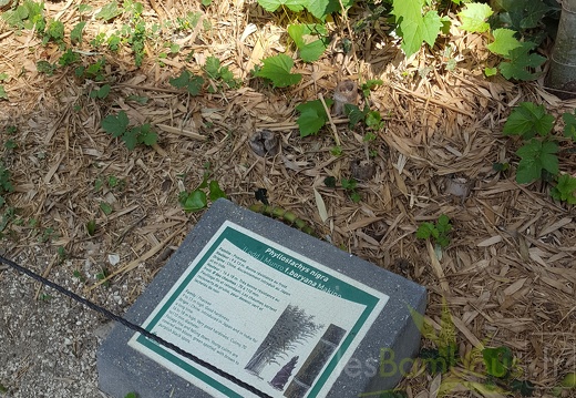 20200822 Phyllostachys Nigra 'Boryana' Anduze (5)