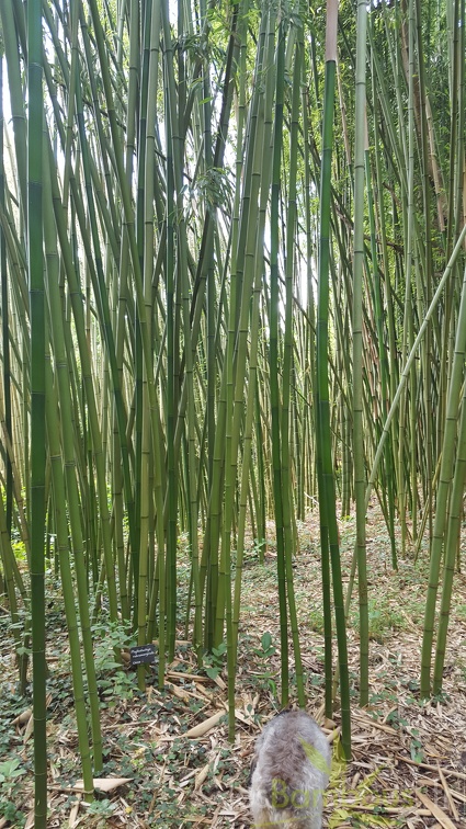 20200703 Phyllostachys Rubromarginata Planbuisson (1)