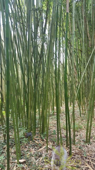 20200703 Phyllostachys Rubromarginata Planbuisson (1)