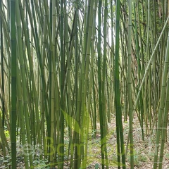 20200703 Phyllostachys Rubromarginata Planbuisson (1)