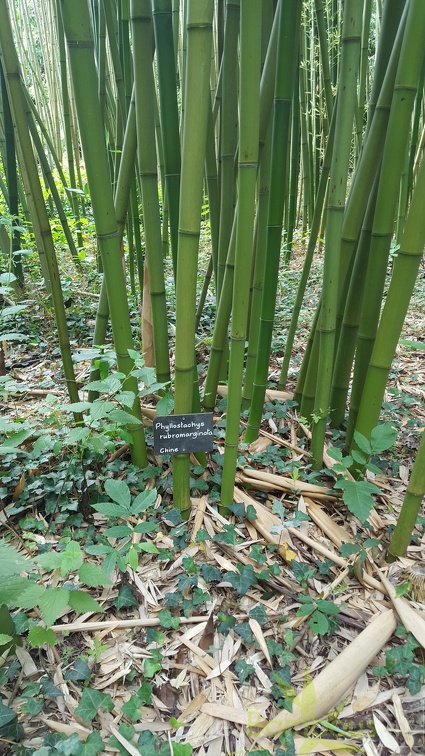 20200703 Phyllostachys Rubromarginata Planbuisson (2)