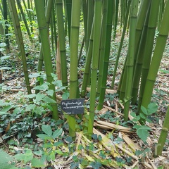 20200703 Phyllostachys Rubromarginata Planbuisson (2)
