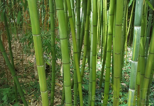 20200703 Phyllostachys Violascens 'aureosulcata' Planbuisson (1)