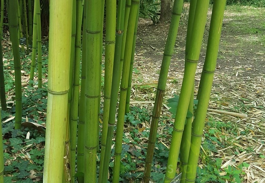 20200703 Phyllostachys Violascens 'aureosulcata' Planbuisson (2)