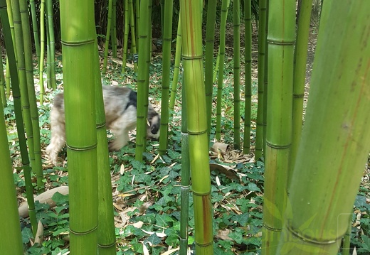 20200703 Phyllostachys Violascens 'aureosulcata' Planbuisson (3)