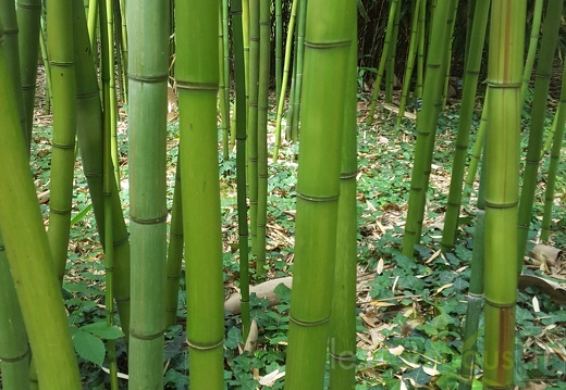 20200703 Phyllostachys Violascens 'aureosulcata' Planbuisson (4)