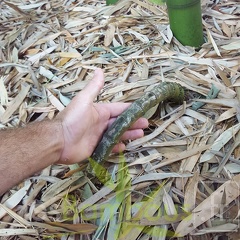 20200703 Phyllostachys Vivax Planbuisson (2)