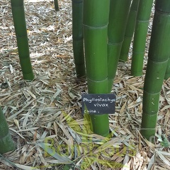 20200703 Phyllostachys Vivax Planbuisson (3)