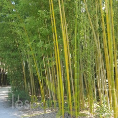 20200822 Phyllostachys Vivax Anduze (1)
