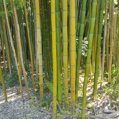 20200822 Phyllostachys Vivax Anduze (2)