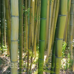 20200822 Phyllostachys Vivax Anduze (3)