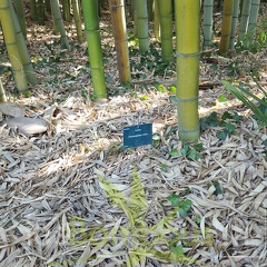 20200822 Phyllostachys Vivax Anduze (4)