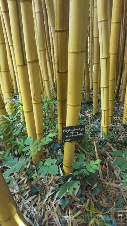 20200703 Phyllostachys Vivax 'Aureocaulis' Planbuisson (3)