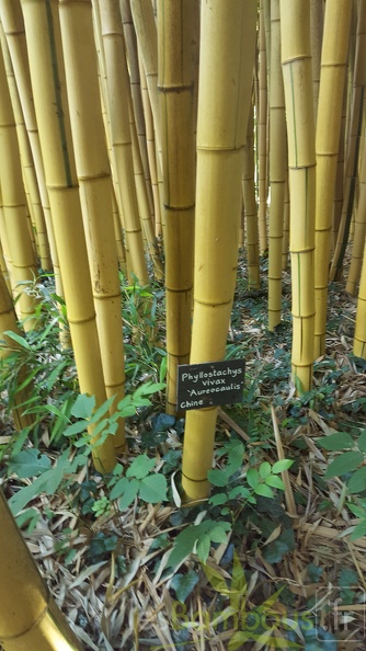 20200703 Phyllostachys Vivax 'Aureocaulis' Planbuisson (3) - 20200703 Phyllostachys Vivax 'Aureocaulis' Planbuisson (3).jpg 20200703 Phyllostachys Vivax 'Aureocaulis' Planbuisson (3).jpg