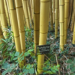 20200703 Phyllostachys Vivax 'Aureocaulis' Planbuisson (3)