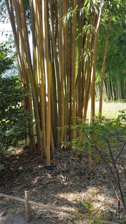 20200822 Phyllostachys Vivax 'Aureocaulis' Anduze (1)