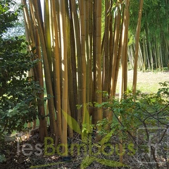 20200822 Phyllostachys Vivax 'Aureocaulis' Anduze (1)