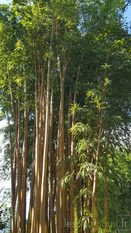 20200822 Phyllostachys Vivax 'Aureocaulis' Anduze (4)