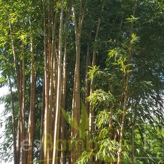 20200822 Phyllostachys Vivax 'Aureocaulis' Anduze (4)