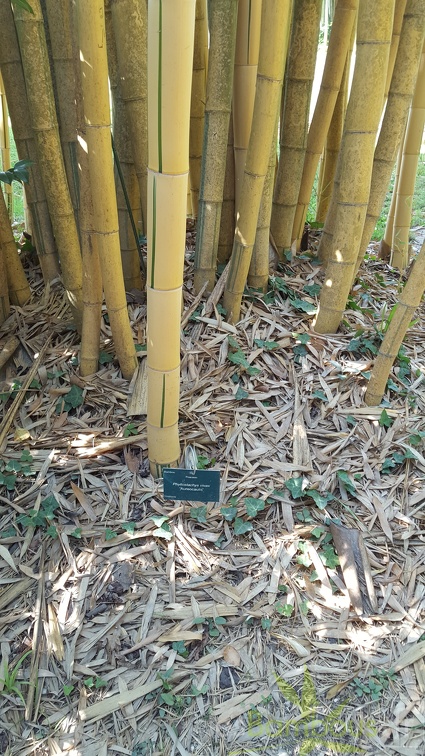 20200822 Phyllostachys Vivax 'Aureocaulis' Anduze (5)