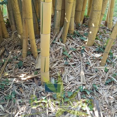 20200822 Phyllostachys Vivax 'Aureocaulis' Anduze (5)