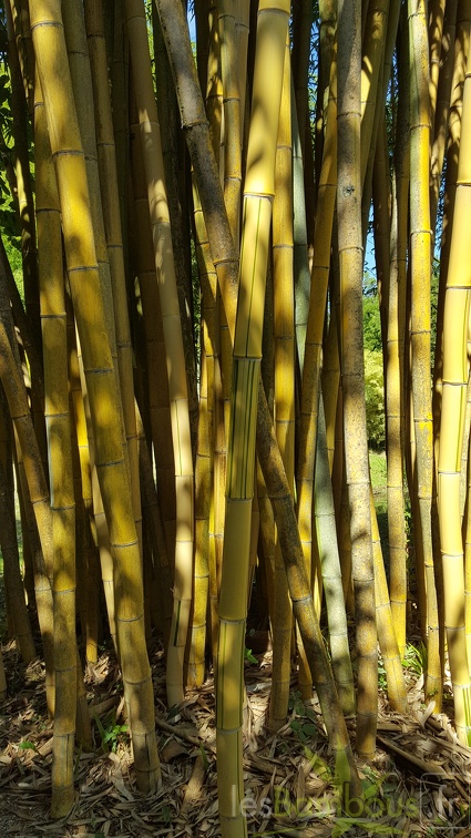 20200822 Phyllostachys Vivax 'Aureocaulis' Anduze (6)