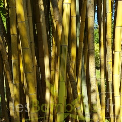 20200822 Phyllostachys Vivax 'Aureocaulis' Anduze (6)