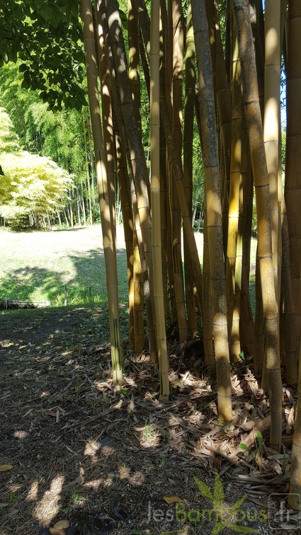 20200822 Phyllostachys Vivax 'Aureocaulis' Anduze (7)