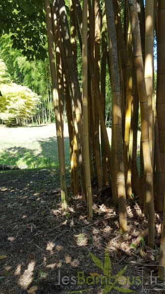 20200822 Phyllostachys Vivax 'Aureocaulis' Anduze (7) - 20200822 Phyllostachys Vivax 'Aureocaulis' Anduze (7).jpg 20200822 Phyllostachys Vivax 'Aureocaulis' Anduze (7).jpg