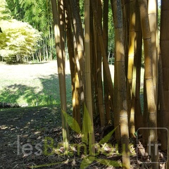 20200822 Phyllostachys Vivax 'Aureocaulis' Anduze (7)