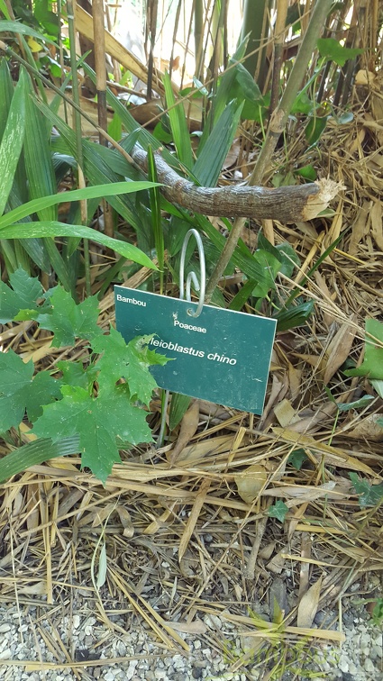 20200822 Pleioblastus Chino Anduze (4)