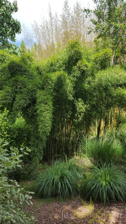 20200703 Yushania Boliana Planbuisson (1)