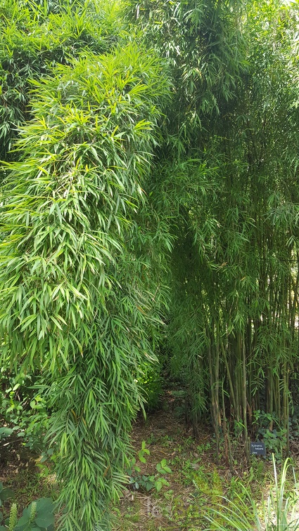 20200703 Yushania Boliana Planbuisson (2)