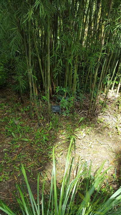 20200703 Yushania Boliana Planbuisson (3)
