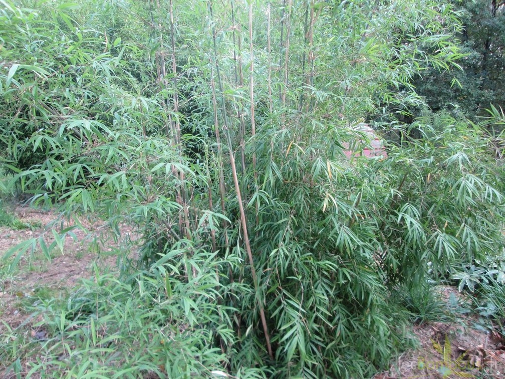 Yushania Boliana