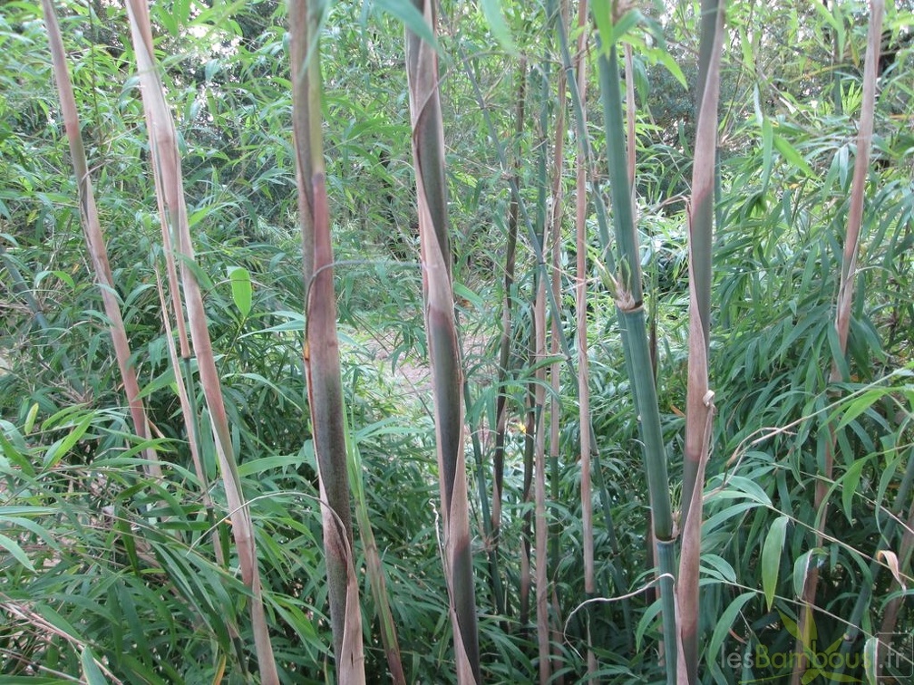 Yushania Boliana