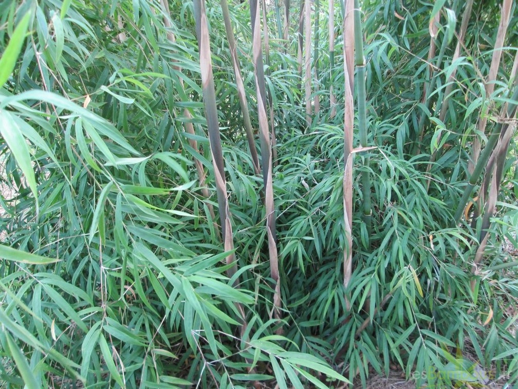 Yushania Boliana