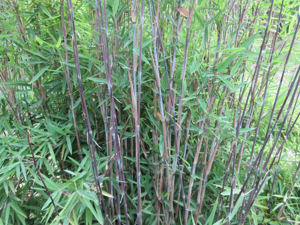 Fargesia nitida great wall