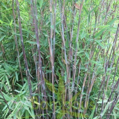 Fargesia nitida great wall