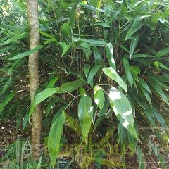 20200703 Indocalamus Migoï Planbuisson (1)