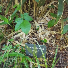 20200703 Indocalamus Migoï Planbuisson (2)