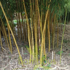 20200703 Phyllostachys Aurea 'Holochrysa' Planbuisson (1)