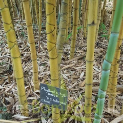 20200703 Phyllostachys Aurea 'Holochrysa' Planbuisson (2)