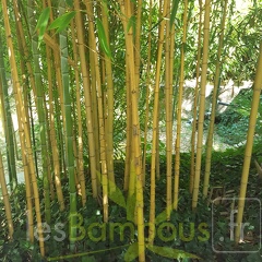 20200822 Phyllostachys Aurea 'Holochrysa' Anduze (1)
