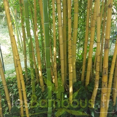 20200822 Phyllostachys Aurea 'Holochrysa' Anduze (2)