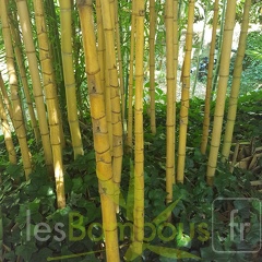 20200822 Phyllostachys Aurea 'Holochrysa' Anduze (3)