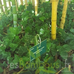 20200822 Phyllostachys Aurea 'Holochrysa' Anduze (4)